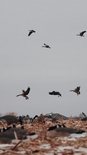 Life happens outside your comfort zone.#goosehunting #geese #waterfowl | Quill Creek World Championship Calls
