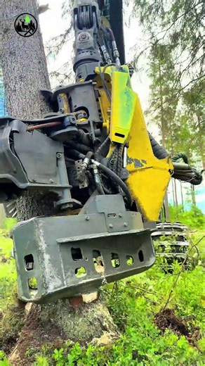 Watch until the end. 🌲A perfect spruce felling in the summer forest. 🌲🎧#forestry #logging #asmr