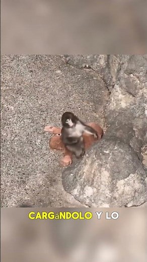 The little monkey who hugged a stuffed animal and touched the world #monkey #Mono #Punch #Viral #...
