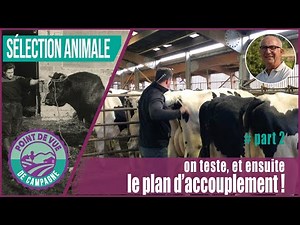 Sélection animale : du testage des taureaux, au plan d'accouplement.