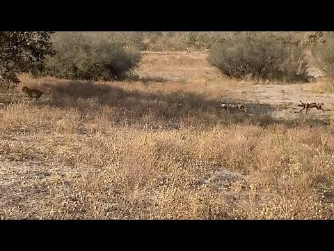 Wild dogs corner a leopard