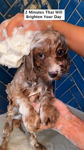 Doggy Daily Episode 476: Lottie the Cavapoo 🐾 #puppy #cutepuppy #doggrooming #cavapoo | Doggy Styling