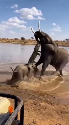 Hippo Hero! 🦛🦓 Hippo Saves Zebra from Crocodile Jaws