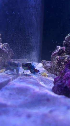 My Mandarin Goby 🤩 #fyp #aquarium #fishtok #reeftank #fish