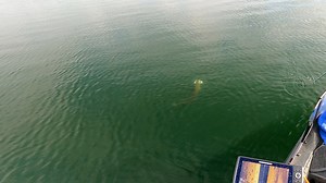 When worked correctly, the Bam Bam Bait Co. Swimfin is basically a cheat code at this point!! Cole had this bait walking beautifully when this Musky came out of nowhere & crushed it! Clear water & sunny skies made for great video of this epic eat!! I’ll never get tired of office views like this one!! #reelsfb #viralreelsfacebook #viralvideochallenge #fishing #outdoors #guide #life #HowTo #epic #eat #musky | Musky Guarantee Guide Service LLC