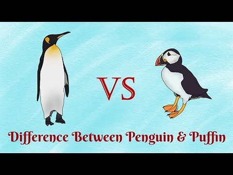 Penguin Vs Puffin...who can fly?