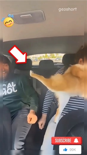 🤣 “POV: You Tickle Your Dog and Instantly Regret It 💀”