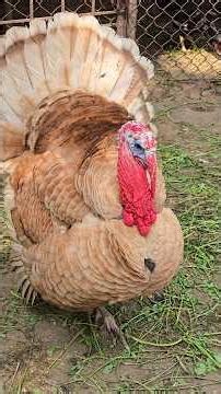 Amazing Turkey Sound During Breeding Season 🦃