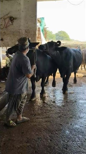 Janwar Andar Aate Hi Scene Badal Gaya! Slaughter House Entry 😳 #shorts #trending #viral