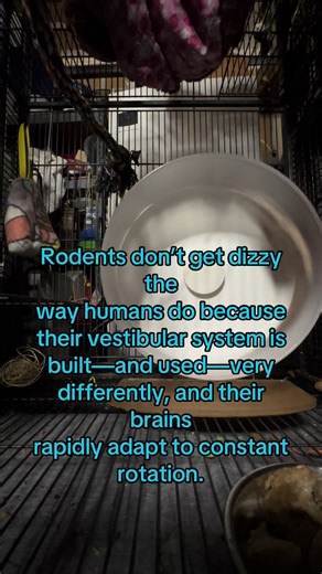 Understanding Flying Squirrels: Vestibular Adaptation Explained