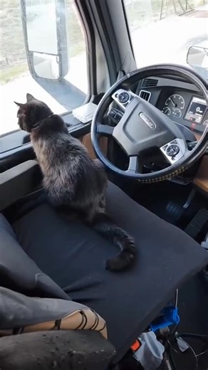 Meet Medivh and Smoke - two cats who live in the open road as full-time trucking companions to theor himan dad! . . . . . #catreels #catvideo #funwithcats #travelwithcats #adventurecats #rescuecatsrule #cutekittycats #blackcatsofig #graycatsofig #truckingcats | Cats And Kittens