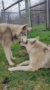 There are still some cool days left this spring, and Towa and Lunabelle have certainly been enjoying them! | Wolf Sanctuary of PA