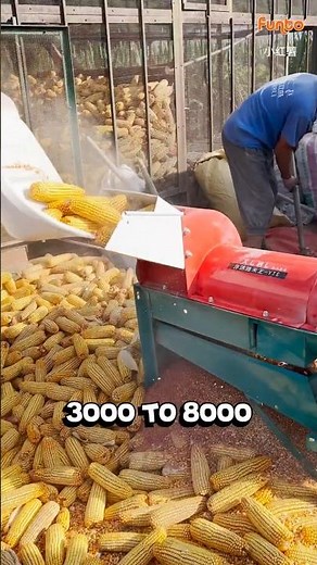 This Machine Makes Corn Harvest Super Easy | Corn Sheller in Action 🌽