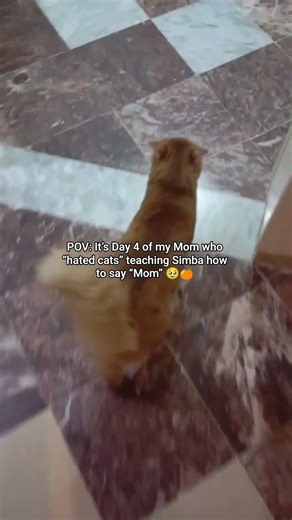 She said NO to cats… now this? 😂 (Day 4)