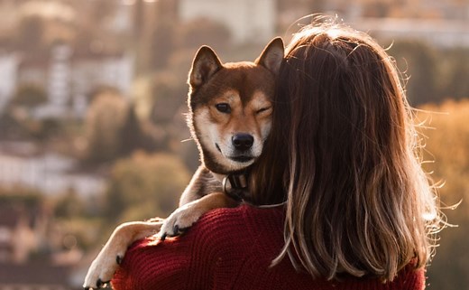 How To Calm A Stressed Dog: Signs Of Stress & Relief Tips