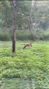 Tiger chasing wild dog 🐅 #tiger #wildlife | Wild Safari