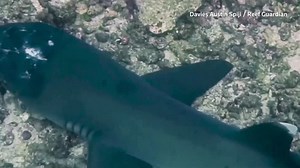 Malaysia's reef sharks stricken with mystery skin disease