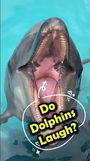 Dolphins Making Funny Sounds Like They're Laughing! #dolphinsounds #dolphin #shorts #soundofanimals