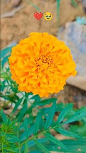 मासूम फुल 💔🥹 #farming #village #shorts