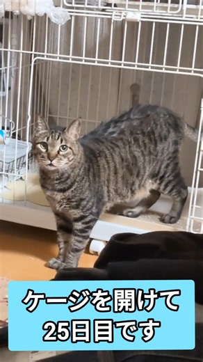 #shorts #サバトラ #黒猫 #猫エイズ陽性 #保護猫 #ケージを開けて25日目 #cat