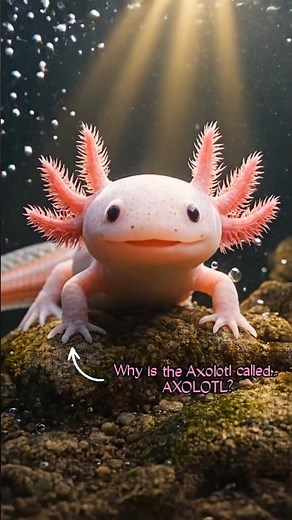 Why is the Axolotl called... AXOLOTL? 😳