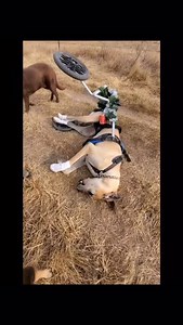 This is Simon’s idea of fun! He didn’t tip over rather he intentionally dropped and rolled. He’s having the time of his life! #greatdanemoments #specialneedsdog #dogfun #funnydogvideos #howweroll Video Description: Simon is a 9 1/2 year-old fawn colored great Dane that decided to intentionally down himself on a recent walk. Simon is in his customized @k9carts wheelchair that is festively decorated with garland and homemade ornaments. Thankfully, he also has his orange @helpemup harness on so we 