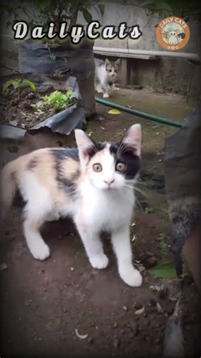 Cute Cats Playing in the Garden