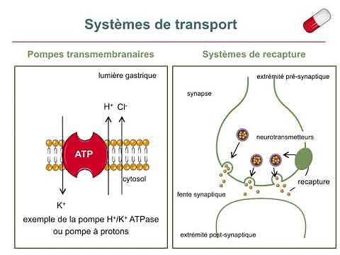 Mécanisme d'action des médicaments_Cours commenté
