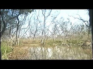 Marshy and moist land - Dudhwa National Park, Uttar Pradesh