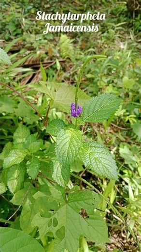 Stachytarpheta Jamaicensis - Blue Porterweed in Bawosaodano #nature #wildflowers