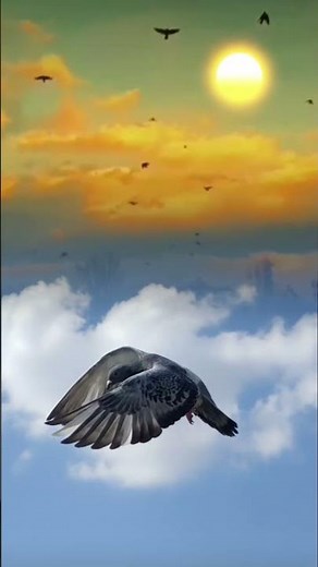 Unbelievable Speed! Racing Pigeon Flying in Open Sky 🕊️💨