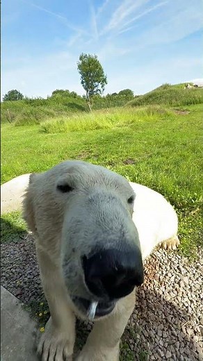Polar Bear Encounter up close
