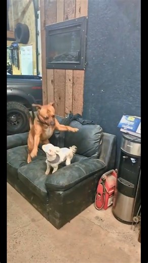 Bimmer vs. Sparco🐶🩵 | Sara Daneau-Lizée