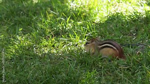 An Eastern Chipmunk moves from right to left as it forages for food on a sunny day.