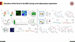 【Neuron】空间记忆依赖下丘脑 hypocretin 系统提升内嗅皮层中部 γ 振荡