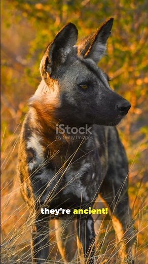 You Won't Believe These Afrikanis Dog Facts