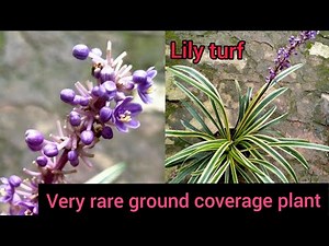 How to grow lily turf plant//liriope muscari//monkey grass plant full A-Z care