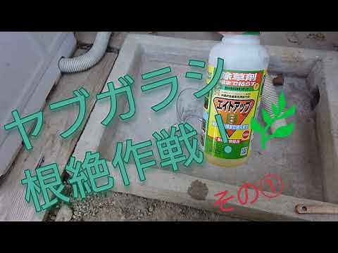【ヤブガラシ】vs除草剤原液