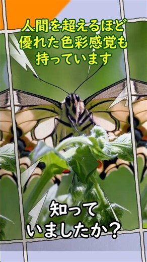 アゲハ蝶は足で味見します #shorts