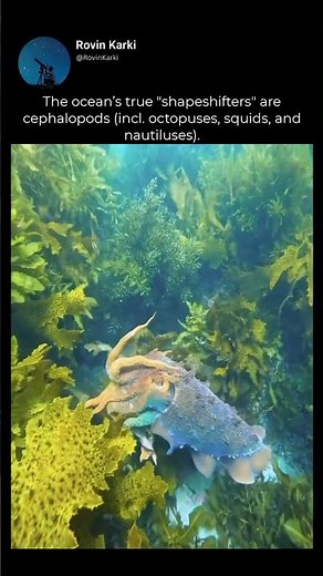 The ocean’s true shapeshifters are cephalopods