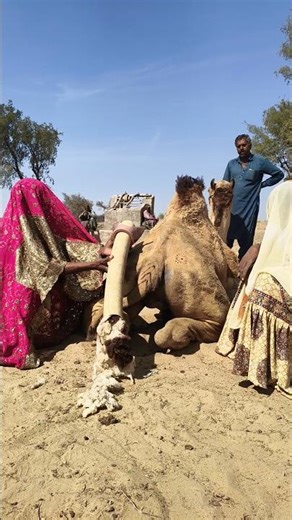 امرأة مجتهدة تزيل حمولة عالقة بين ساقي جمل