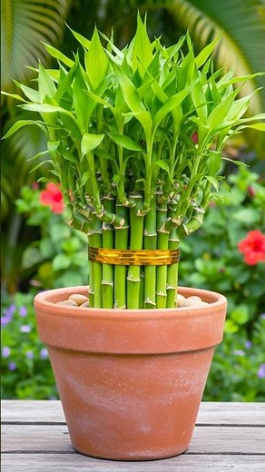 Growing lucky bamboo plant at home | Make your garden green & healthy //#reels #shorts