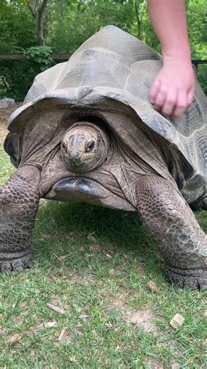 Zannzibar loves a good shell scratch 🐢 😃Although less sensitive than their skin, turtles and tortoises actually have nerve endings in their shells and can feel when being touched!