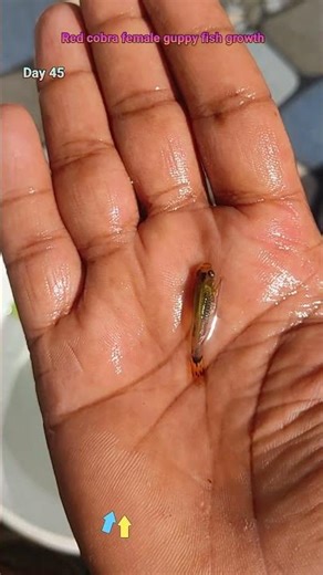 Red cobra female guppy fish growth timeline #fishshorts #guppyfish #shortsfeed #tropicalfish