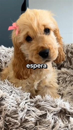 Curiosidade sobre as cachorras FÊMEAS 🐶