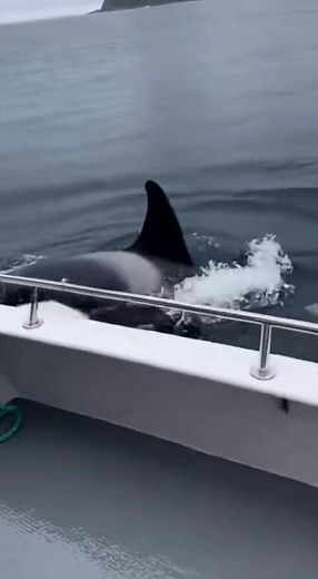 Penguin escapes ORCA in unbelievable ocean chase 🐧🏃‍♂️💨🐋 #viral