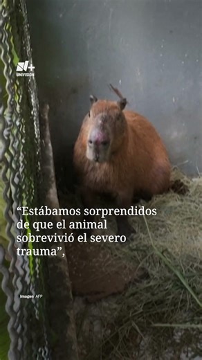 Capibara es Brutalmente Golpeado en Río de Janeiro