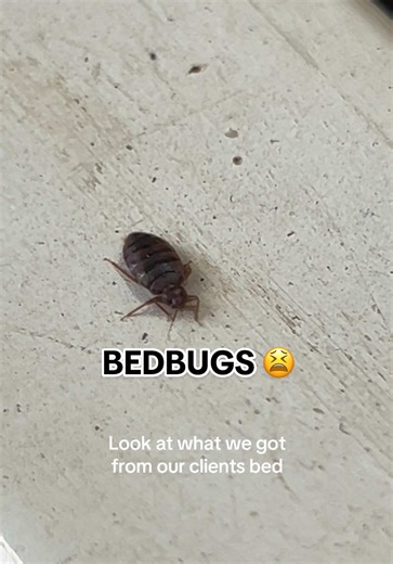 Reliable Fumigation Services in Uganda for Bedbug Control