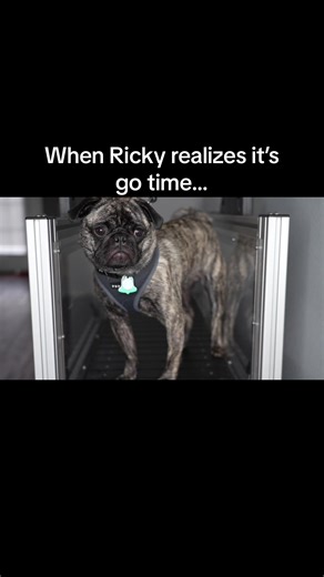 Ricky loves to run!!🐾 #therunninglab #mobiledoggym #gym #pugs #health #pug #exercising #fitness #dogsoftiktok #puppy #puppies