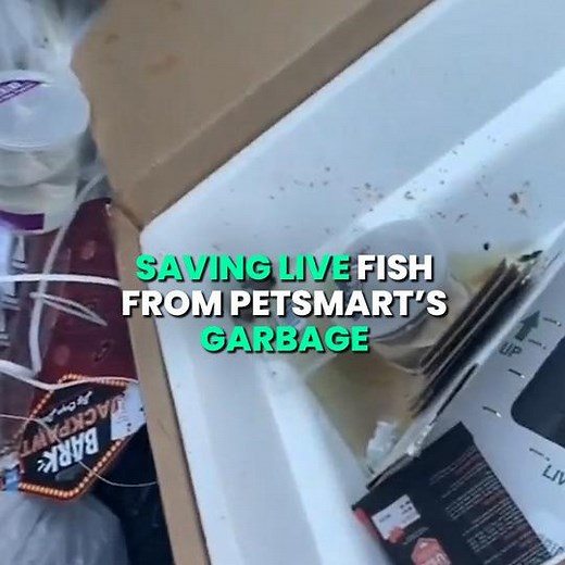 2.5M views · 46K reactions | They saved LIVE fish that PetSmart threw away!  via ARK Media | IGV | Facebook